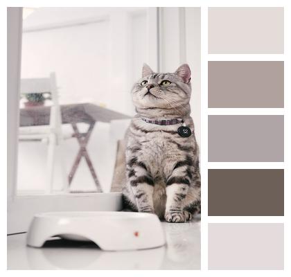 Sitting Posture Cat American Shorthair Image